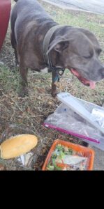 524760096_10231268974367817_7829596214788457650_n orange salad bowl with loaf of white bread, clear baggie and dog in background