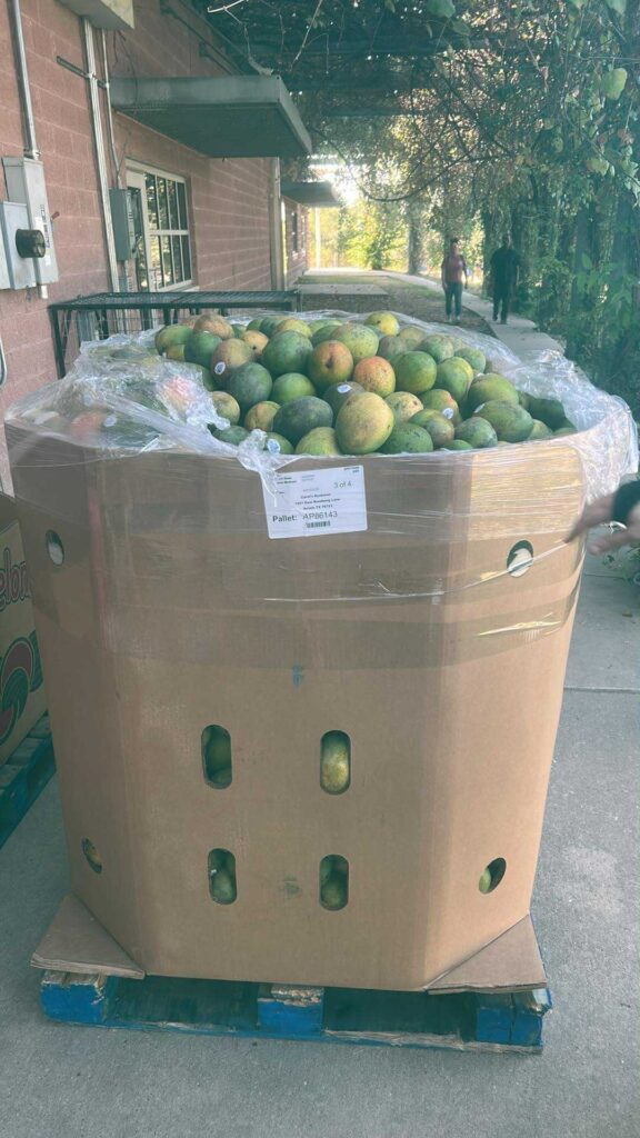 Unknown-3 large bin of mangos